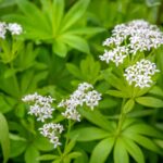 waldmeister, galium odoratum, fragrant bedstraw