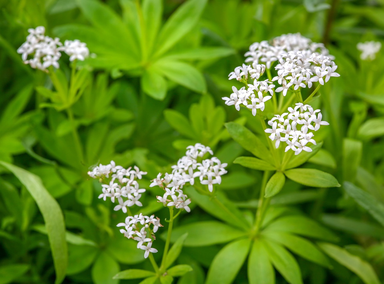 waldmeister, galium odoratum, fragrant bedstraw