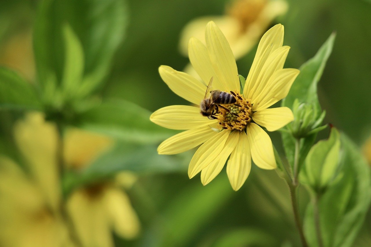 jerusalem artichoke, topinambur, sunflower