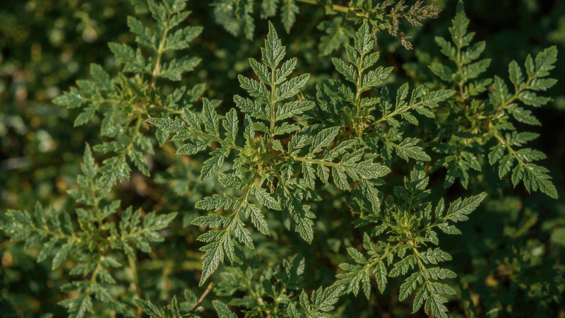Artemisia annua