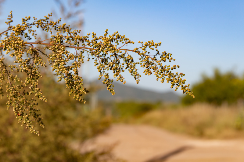 Artemisia annua
