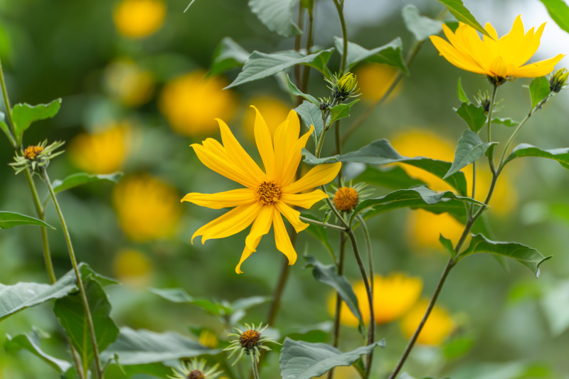 Topinambur birgt Verwechslungsgefahr