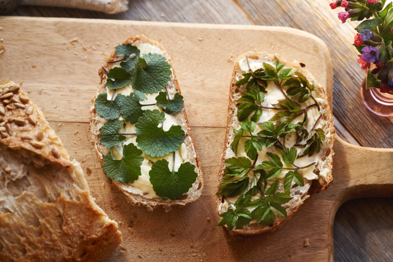 Knoblauchsrauke Verwechslungsgefahr mit anderen Pflanzen