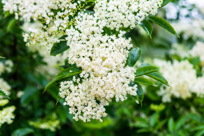 Holunderblüten